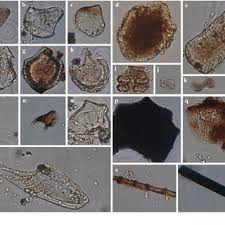 Image result for Bonatea steudneri