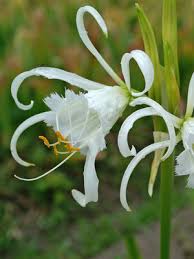 Image result for Ismene