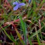 Image result for Murdannia semiteres