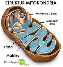Fungsi Dan Struktur Mitokondria Mikrotubulus Mikrofilamen Sentrosom Eukaryotic Cell Cellular Respiration Mitochondrial Disease