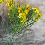 Image result for Senecio ruwenzoriensis
