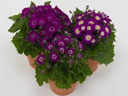 Image result for Senecio greenwayi