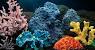 Live Coral For Fish Tank