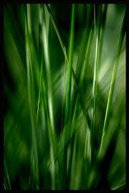 Trugrass emerald gold will provide a clean, safe lawn that requires no watering, chemicals or maintenance. Emerald Grass