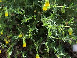 Image result for Hermannia kirkii