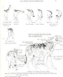 Wolf Ethology Communication