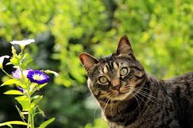 Maybe you would like to learn more about one of these? 10 Garden Plants Flowers Poisonous To Cats Vets Now