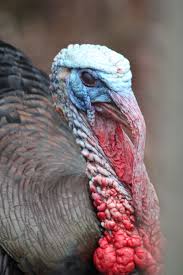 Birds Native To Virginia Beach Turkey Gobbler 2014 By Mia Swan Virginia Beach Virginia Animal Posters Wildlife Photography Animal Flashcards