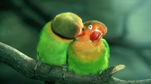 Kissing pictures of love couple. Love Birds Wallpapers Free Download