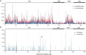 Image result for Alloeochaete oreogena