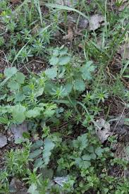 Image result for Pimpinella robynsii