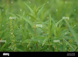 Image result for Rotala filiformis
