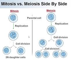 Genetics Mitosis And Meiosis Mitosis Meiosis Teaching Biology