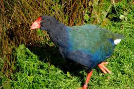 Image result for new zealand birds