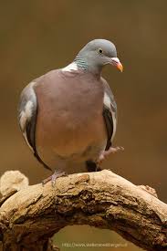 Wood Pigeon By Walter Soestbergen 500px Wood Pigeon Dove Pigeon Pigeon