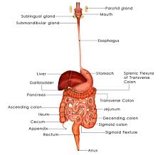 a list of digestive enzymes and their functions