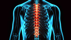 The back functions are many, such as to house and protect the spinal cord, hold the body and head upright, and adjust the movements of the upper and lower limbs. The Anatomy Of The Thoracic Spine