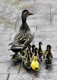 Black And Yellow Duckling Pin Ot Polzovatelya Kathy Schank Na Doske Farm Life With Animals Zhivotnye Domashnee Zhivotnoe Milye Zhivotnye