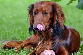 Welcome to patti's dachshund farm, where breeding dachshunds is no small ordeal. Long Haired Dachshund Your Complete Guide To The Breed