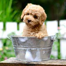Skyedoodles Australian Labradoodles