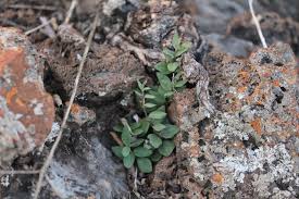 Image result for Ceropegia rendallii