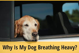 Although there are occasions when a dog breathing fast can be a symptom of something more so how do we know when to worry and when not to? Why Is My Dog Breathing Heavy At Night While Sleeping After Throwing Up Zooawesome