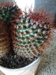 Be sure to act fast to protect the cactus from severe damage. New Cactus Mom Here What S This White Fuzz Growing In My Cactus Checked The Wiki And Can T Quite Find What It Is Help Cactus