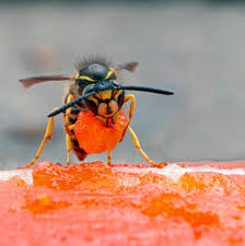 The wasps have narrow waists and long legs that trail behind them in flight, differentiating them from yellow jackets. There Are Wasps In The Yard You D Better Get To Know Them The New York Times