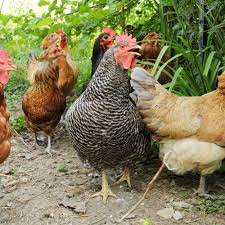 Hailing from the land down under, these chooks are chill, docile birds. Chicken Breeds For The Small Farm Or Backyard Flock