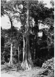 Image result for Ixora mildbraedii