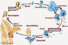 Generasi sporofit pada tumbuhan paku terdapat pada siklus hidup tumbuhan paku aseksual. Struktur Sporofit Dan Gametofit Pada Lumut Berbagai Struktur