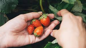 Are Strawberries Good For Weight Loss