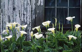 How to care for calla lily bulbs in pots. Calla Lilies These Stunning Flowers Will Grow Inside Or Out Greenview