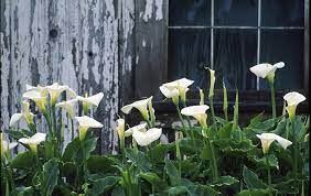 We did not find results for: Calla Lilies These Stunning Flowers Will Grow Inside Or Out Greenview