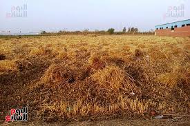 استكمال لمكتبه المصمم العملاقه في موقع جرافيك مان نقدم لكم موديلات لبرنامج سينما فور دي c4d لكي تكون مرجع لمصممين الثري دي 3d ومحترفي التصميم ثلاثي الابعاد موديل غساله يعمل على برنامج سينما فور دي wash machine 3d model download wash. ÙŠØ§ Ø¨Ø¯Ø¹ Ø§Ù„Ù‚Ù…Ø­ ÙŠØ§ Ø¬Ù…Ø§Ù„ Ø§Ù„Ù‚Ù…Ø­ Ù…ÙˆØ³Ù… Ø­ØµØ§Ø¯ Ø³Ù†Ø§Ø¨Ù„ Ø§Ù„Ø®ÙŠØ± ÙÙ‰ Ø§Ù„Ø¯Ù‚Ù‡Ù„ÙŠØ© Ø§Ù„ÙŠÙˆÙ… Ø§Ù„Ø³Ø§Ø¨Ø¹