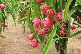 Apres Avoir Vu Ces Photos Vous Ne Verrez Plus Jamais Ces Aliments De La Meme Maniere Savez Vous Comment Ils Planter Des Arbres Fruit Du Dragon Alimentation