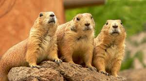 Download and print in pdf or midi free sheet music for la marmotte by beethoven, ludwig van arranged by jmerce03 for piano (solo). Photo Le Chien De Prairie La Marmotte Du Nouveau Monde