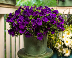 Proven winners plants are know for their distinctive plants and reliable performance. Plant This New Purple Petunia That Vigorously Blooms And Requires Little Maintenance Better Homes Gardens