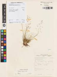 Image result for Eragrostis paniciformis