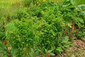 Image result for Capsicum frutescens