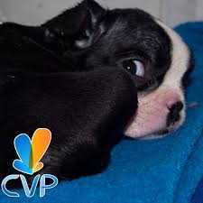 El Cuidado De Tu Mascota Depende De Ti Por Eso En Cvp Te Ofrecemos El Servicio De Farmacia Para Que Encuentres Todos Los Medi Mascotas Mejores Amigos Amigo