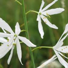 Zwei Ideen Fur Schone Gartenecken Gartenecke Garten Stauden