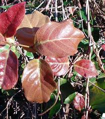 Image result for Embelia xylocarpa