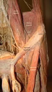 Lateral femoral cutaneous nerve anatomy. Lateral Femoral Cutaneous Nerve Entrapment Springerlink