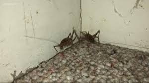 Camel jumping is an athletic and an acrobatic sport that originated in the deserts of yemen. Camel Crickets Creep Out Dmv Residents 9news Com