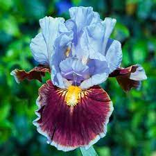 Man S Best Friend Bearded Iris Bearded Iris Iris Drawing Iris Flowers