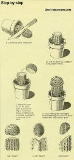 Grafting Succulents Step By Step Plants Planting Succulents Cactus