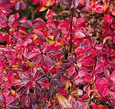 Image result for Berberis