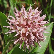 They attract butterflies and a variety of beneficial bees. Showy Milkweed Seeds Asclepias Speciosa Everwilde Farms