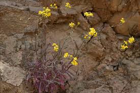 Image result for Senecio ruwenzoriensis